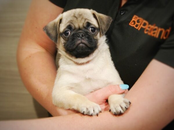 Pug DOG Male Fawn 17357 Petland Iowa City, Iowa