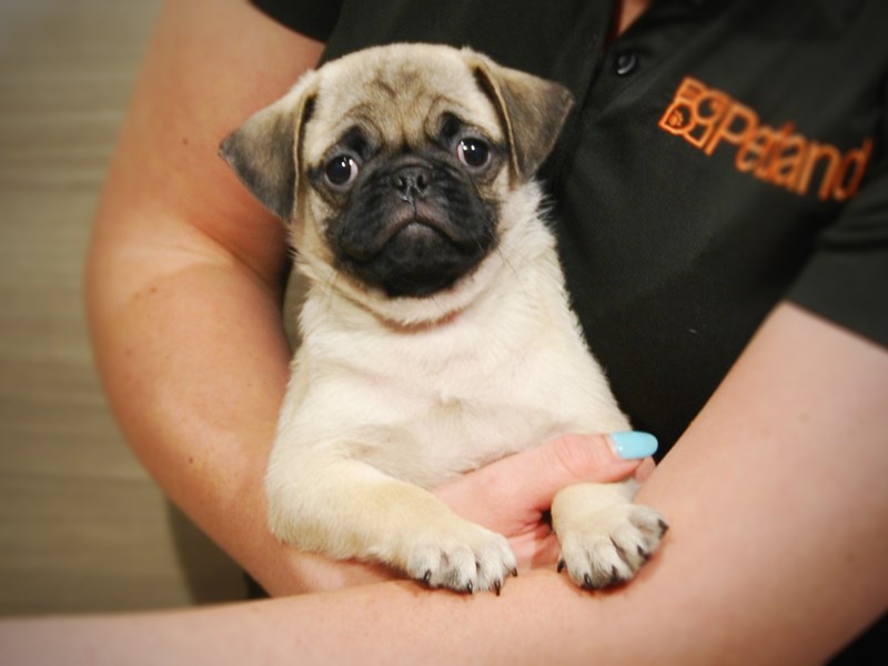 Pug Dog Male Fawn 17357