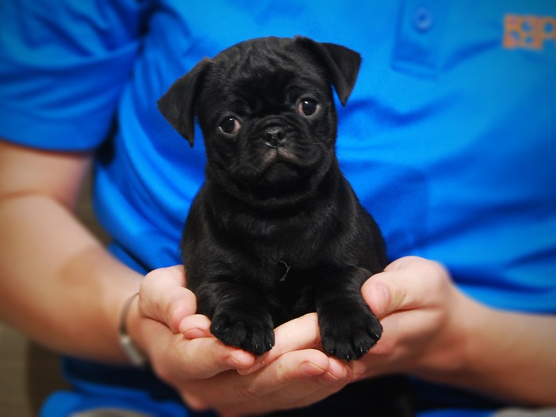 Pug Dog Female Black 17358