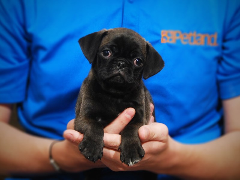 Pug Dog Male Gray 17359
