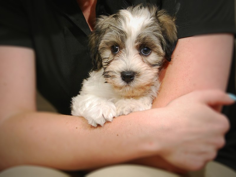 Havanese Dog Male 17360