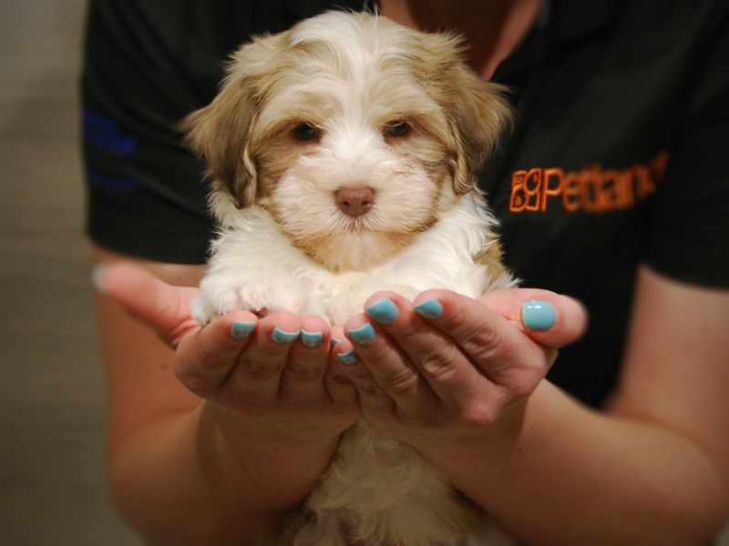 Havanese Dog Male 17361