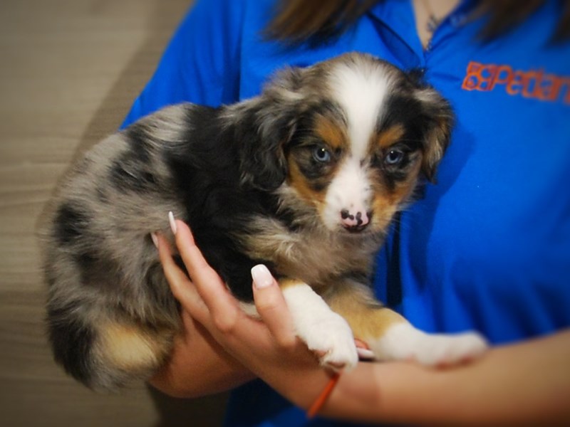 Australian Shepherd Dog Female Blue Merle 17362