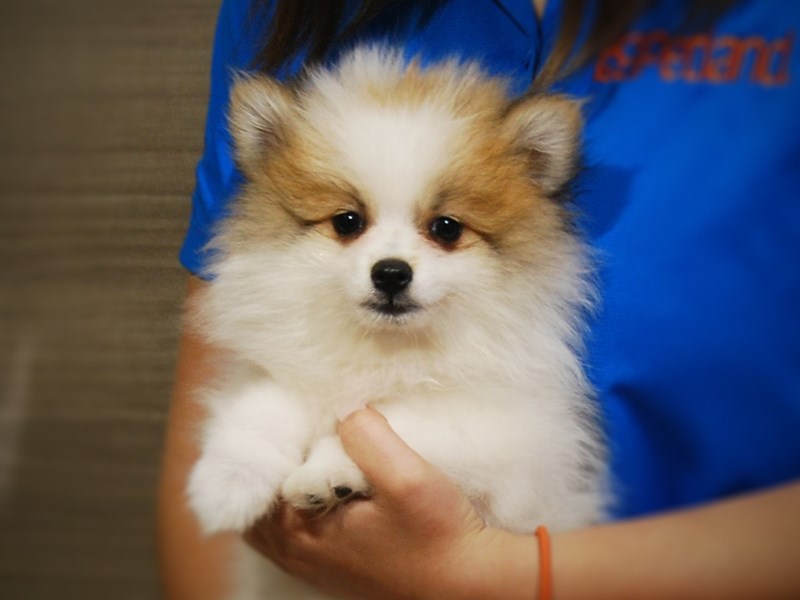 Pomeranian Dog Male Red Sable 17363