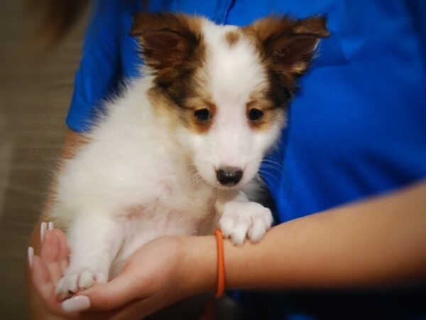 Shetland Sheepdog DOG Male Sable / White 17364 Petland Iowa City, Iowa