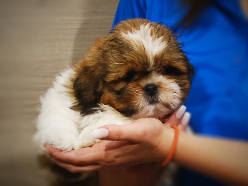 Shih Tzu Dog Male Sable / White 17365