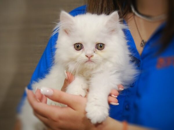 Exotic Shorthair CAT Male White 17366 Petland Iowa City, Iowa