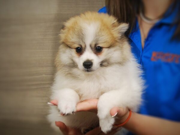 Pomeranian/Pomeranian-DOG-Male-Tan / White-17367-Petland Iowa City, Iowa