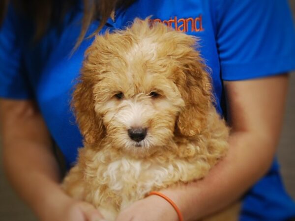 Goldendoodle Mini 2nd Gen DOG Male Cream 17368 Petland Iowa City, Iowa