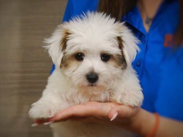 Yorkie-DOG-Male-Black White / Tan-17369-Petland Iowa City, Iowa