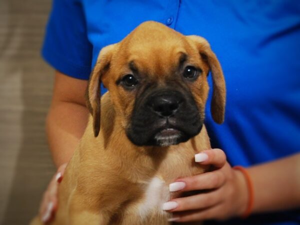 Boxer/Dogue De Bordeaux-DOG-Male-Mahogany-17370-Petland Iowa City, Iowa