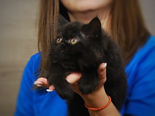 Exotic Shorthair-CAT-Male-Black-17371-Petland Iowa City, Iowa