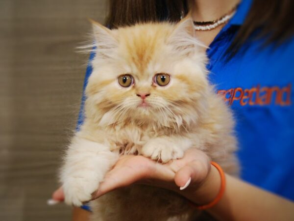 Exotic Shorthair CAT Male Cream 17372 Petland Iowa City, Iowa