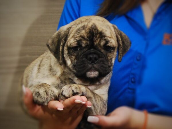 Mini Bulldog DOG Male Brindle 17373 Petland Iowa City, Iowa