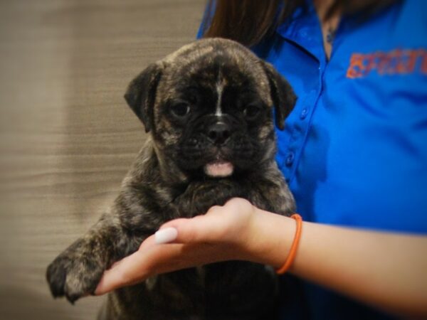 Mini Bulldog DOG Female Brindle 17374 Petland Iowa City, Iowa