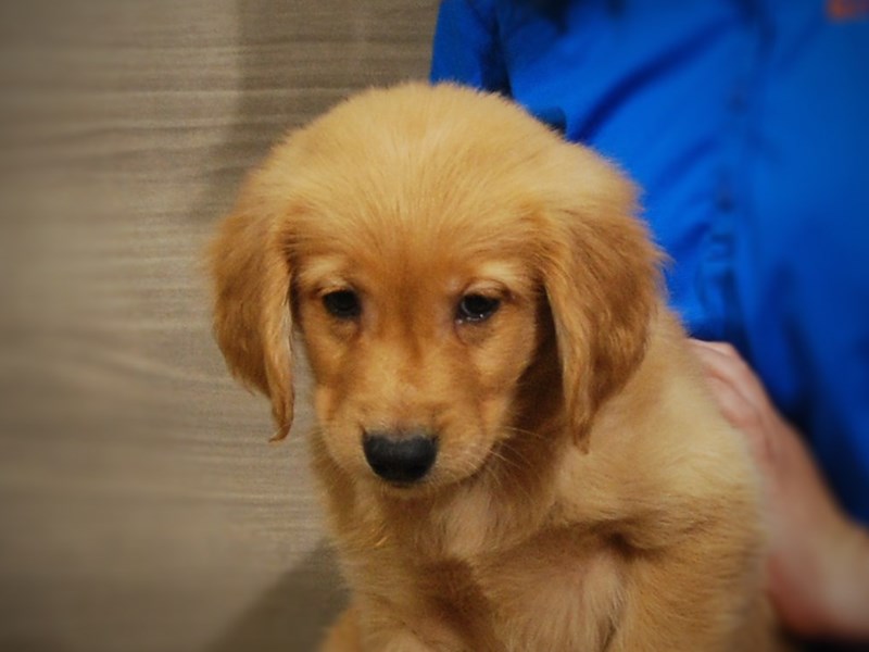 Golden Retriever Dog Male Golden 17375