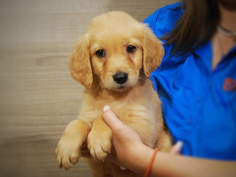 Golden Retriever Dog Female Golden 17376