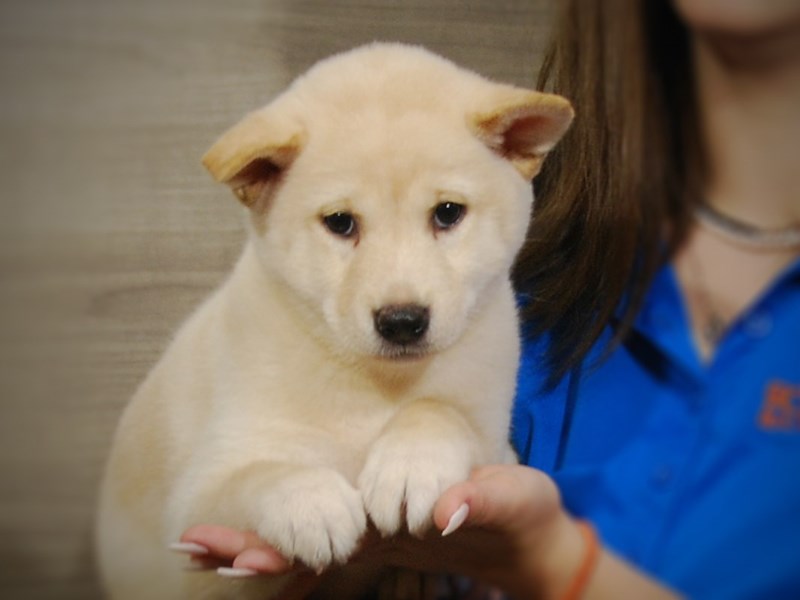 Shiba Inu Dog Female Cream 17377