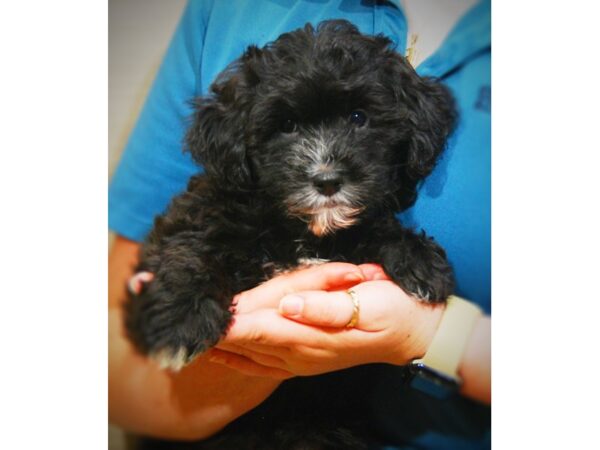 Yoshon DOG Male Black 17388 Petland Iowa City, Iowa