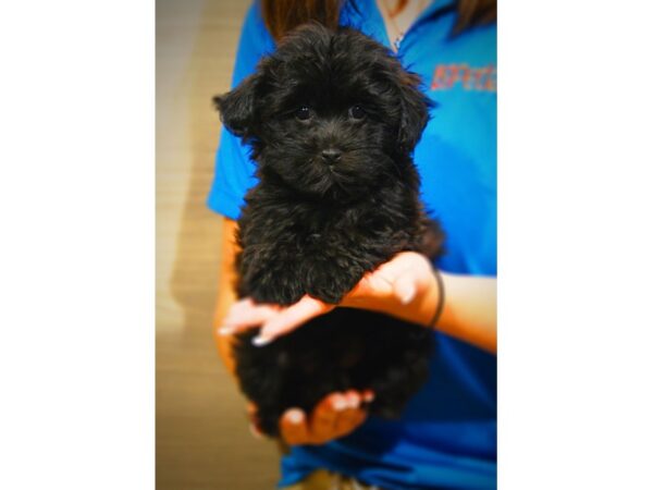 Yoshon DOG Male Black 17387 Petland Iowa City, Iowa