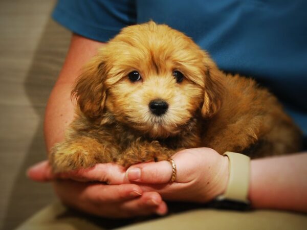 Yoshon DOG Male Brown 17386 Petland Iowa City, Iowa