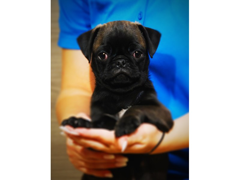 Pug Dog Male Gray 17385