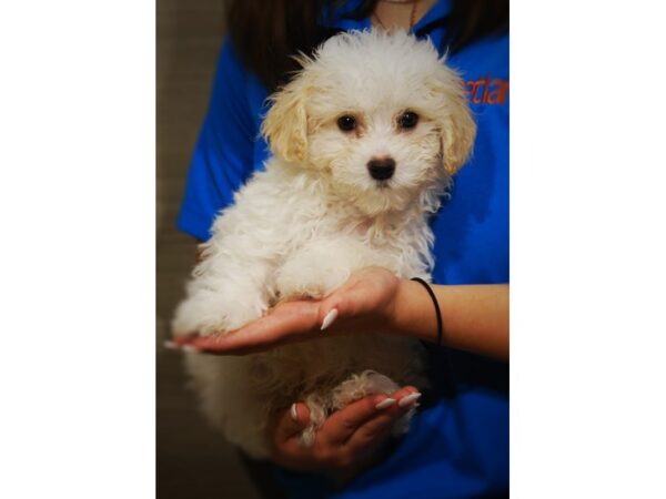 MaltaPoo-DOG-Female-White-17383-Petland Iowa City, Iowa