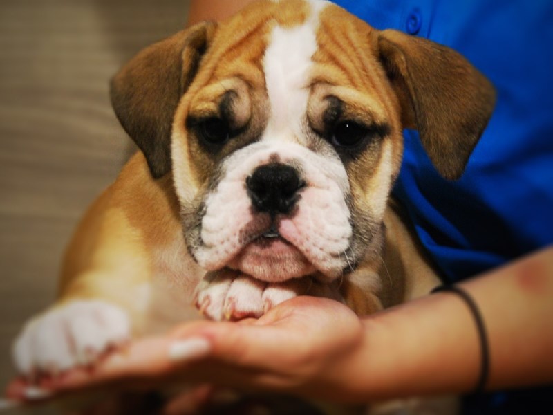 English Bulldog Dog Male Red 17380