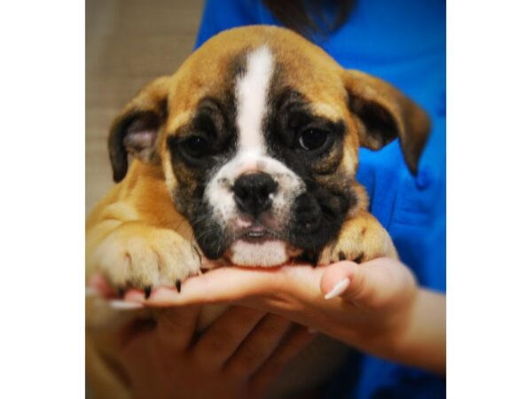 English Bulldog DOG Female Red/Black Mask 17379 Petland Iowa City, Iowa