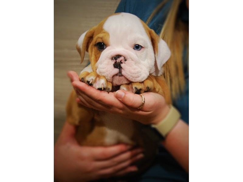 English Bulldog Dog Male Red Meryl/White 17378