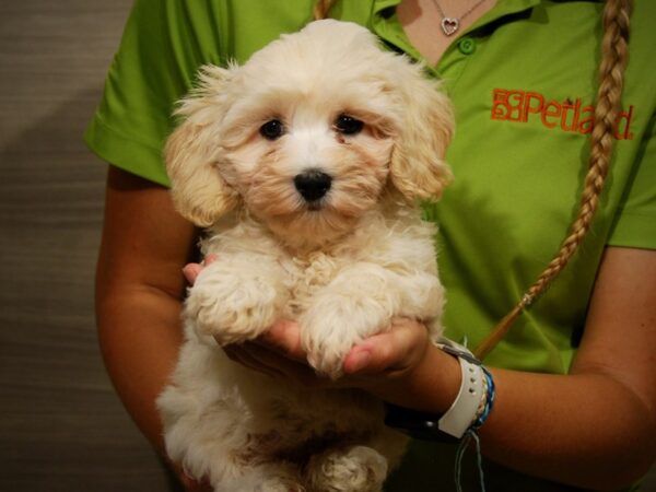 Cotonpoo-DOG-Female-Cream-17389-Petland Iowa City, Iowa