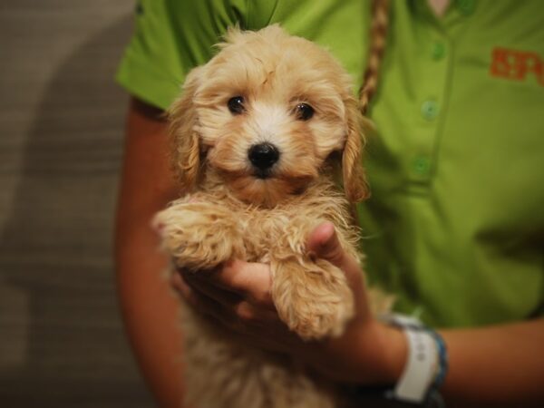 Cotonpoo-DOG-Female-Cream-17390-Petland Iowa City, Iowa