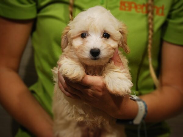 Cotonpoo-DOG-Male-Cream-17391-Petland Iowa City, Iowa