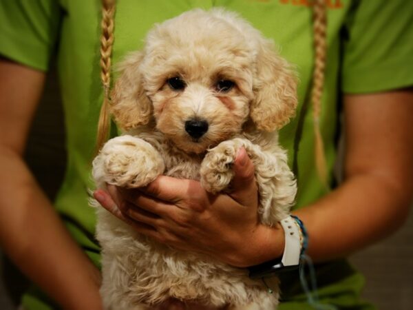 Cotonpoo-DOG-Male-Cream-17392-Petland Iowa City, Iowa