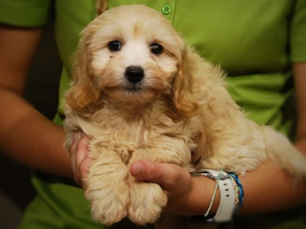 Cotonpoo-DOG-Male-Cream-17393-Petland Iowa City, Iowa