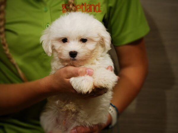 Maltese DOG Male White 17394 Petland Iowa City, Iowa