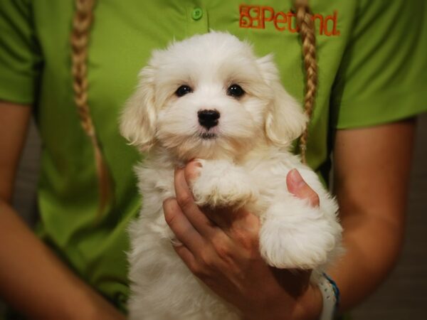 Maltese DOG Male White 17395 Petland Iowa City, Iowa