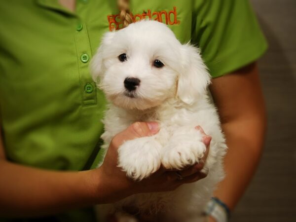 Maltese DOG Male White 17396 Petland Iowa City, Iowa