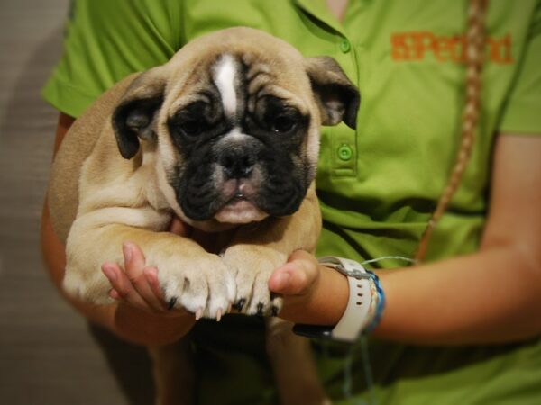 English Bulldog DOG Female Fawn Black mask 17397 Petland Iowa City, Iowa