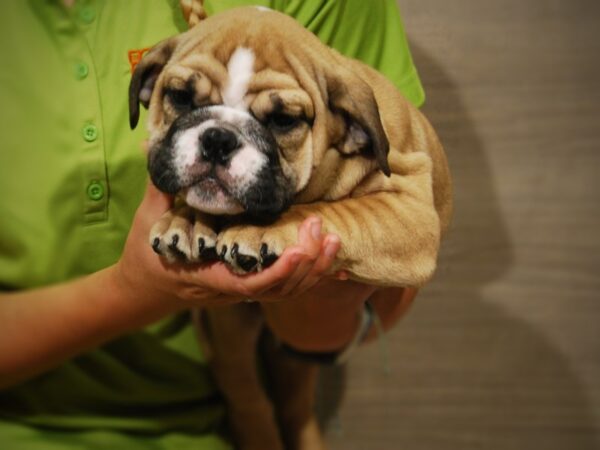 English Bulldog-DOG-Male-Fawn-17398-Petland Iowa City, Iowa