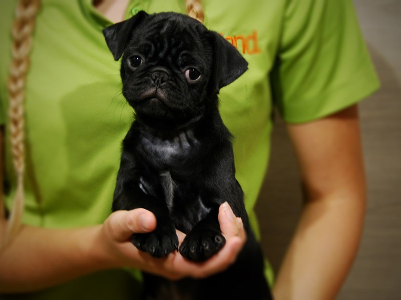 Pug Dog Male Black 17399