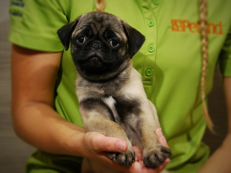 Pug Dog Female Fawn 17400