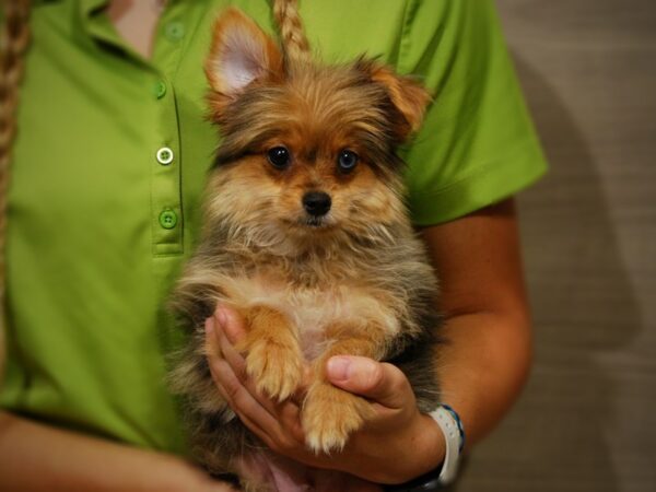 YorkiePom DOG Male 17401 Petland Iowa City, Iowa