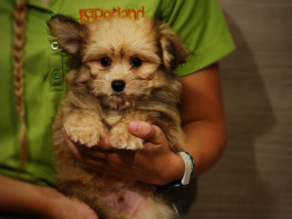 HavaPom DOG Male 17402 Petland Iowa City, Iowa