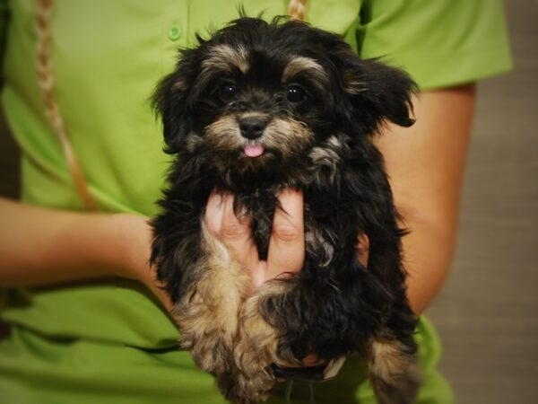 HavaPom DOG Female 17403 Petland Iowa City, Iowa