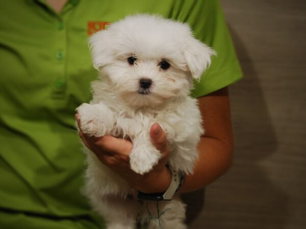 Maltese-DOG-Male-Wh/ blk pts-17404-Petland Iowa City, Iowa