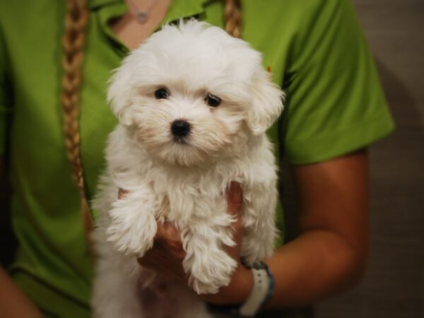 Maltese DOG Male Wh/ blk pts 17405 Petland Iowa City, Iowa