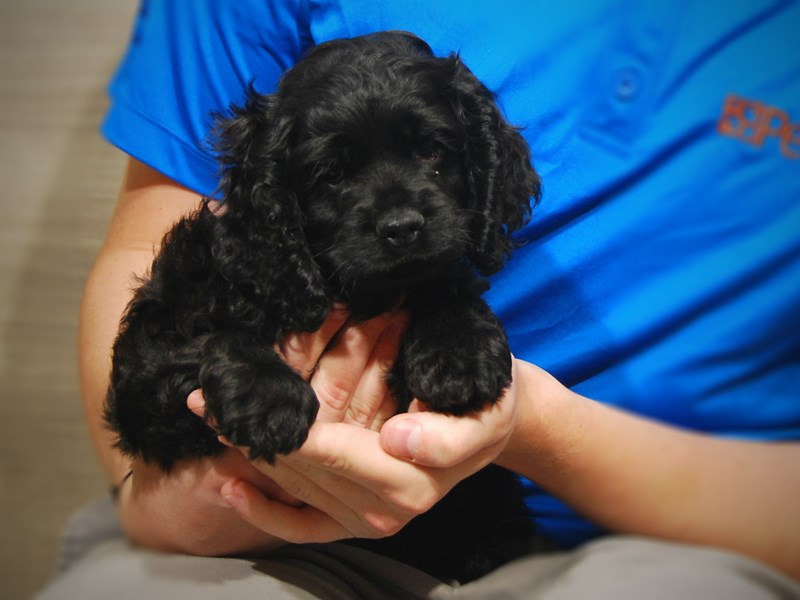 Cocker Spaniel Dog Male Black 17406