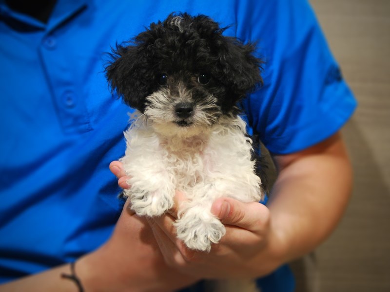 Poodle Dog Female Black / White 17408