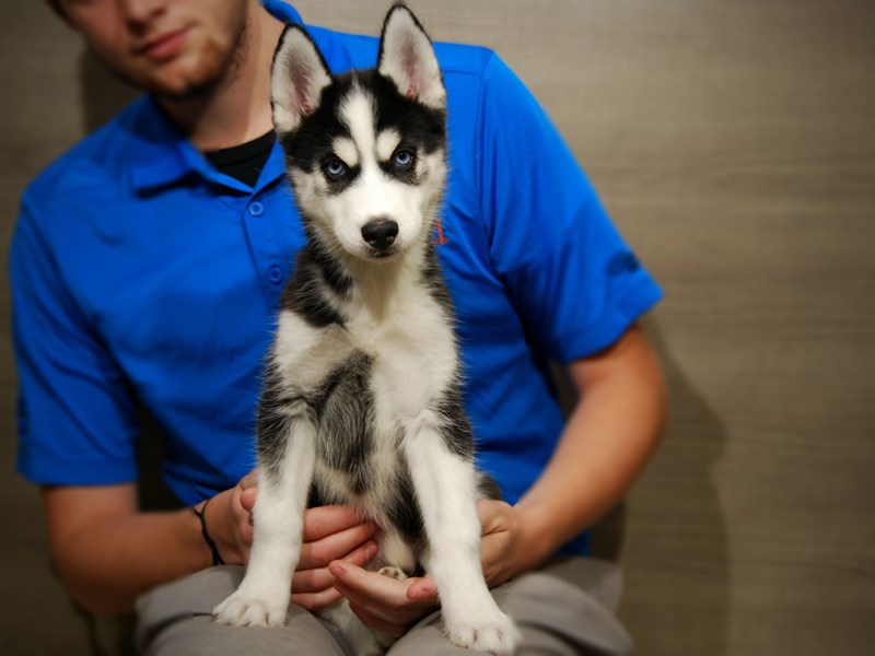 Siberian Husky Dog Female Black / White 17410